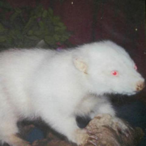 THE ALBINO SKUNK FESTIVAL, GREENVILLE, SC